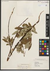 Foto von Salix scouleriana Barratt ex Hook.